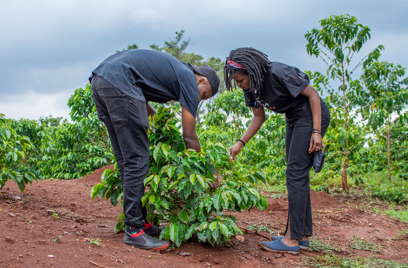 Karunguru Coffee Farm Tour Experience