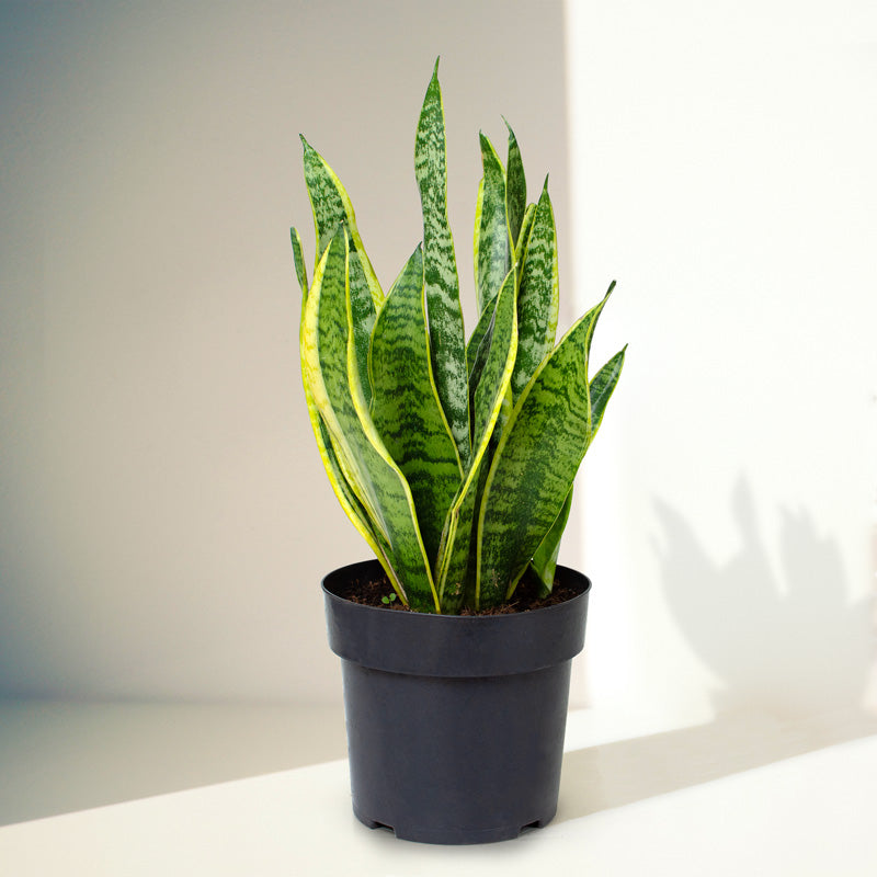 The Emerald Snake Plant